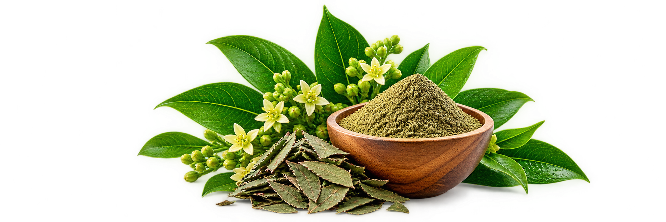 Daun Gymnema sylvestre dan serbuk herba